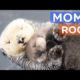 Best Animal Moms Ever | Motherly Animals Compilation | The Dodo Best Of
