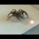Best Funny Videos Of Animals Chasing Lasers Compilation 2014