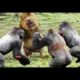 Best Moments Wild Animal Attacks - Craziest Animal Fights Caught On Camera