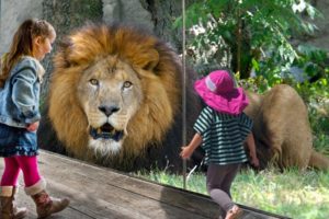 Best wild animals at the zoo compilation - Kid and animals play