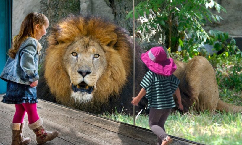 Best wild animals at the zoo compilation - Kid and animals play