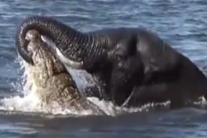 Big animal fights - natures heavyweights face off!