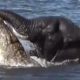 Big animal fights - natures heavyweights face off!