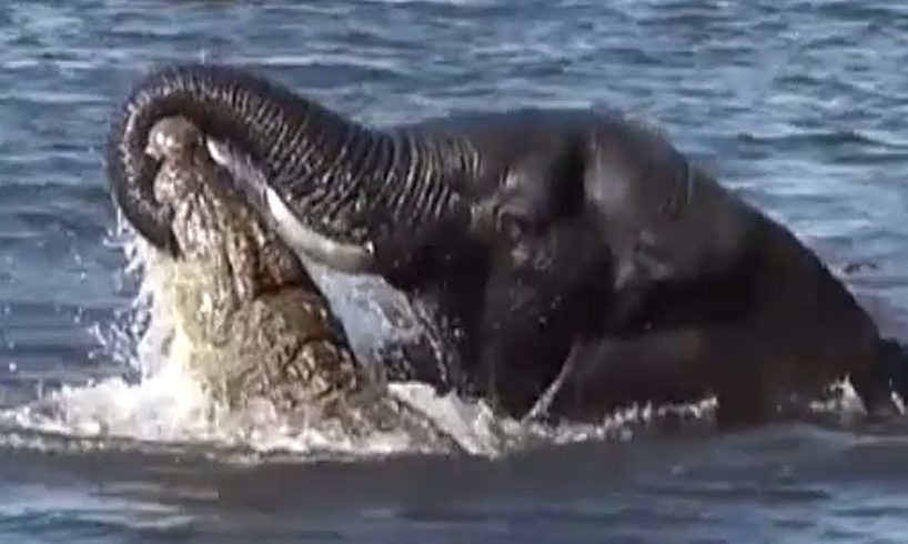 Big animal fights - natures heavyweights face off!