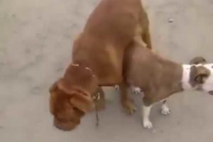 Big dogs Mating small dog too hard | Craziest Animal Fights