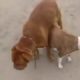 Big dogs Mating small dog too hard | Craziest Animal Fights