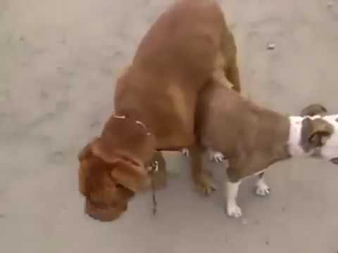 Big dogs Mating small dog too hard | Craziest Animal Fights