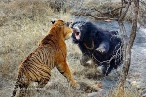 Biggest wild animal fights !!