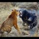Biggest wild animal fights !!