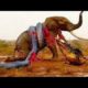 Biggest wild animal fights   CRAZIEST Animals Attack Caught   Crazy animal attack, animal fight #1