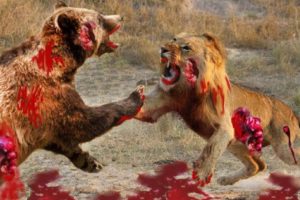 Biggest wild animal fights - Musical EPIC HD