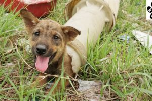 Boy Rescue Dog Stuck Plastic Pipe Rescued Puppy Animals Help Sick Dogs Woof Woof