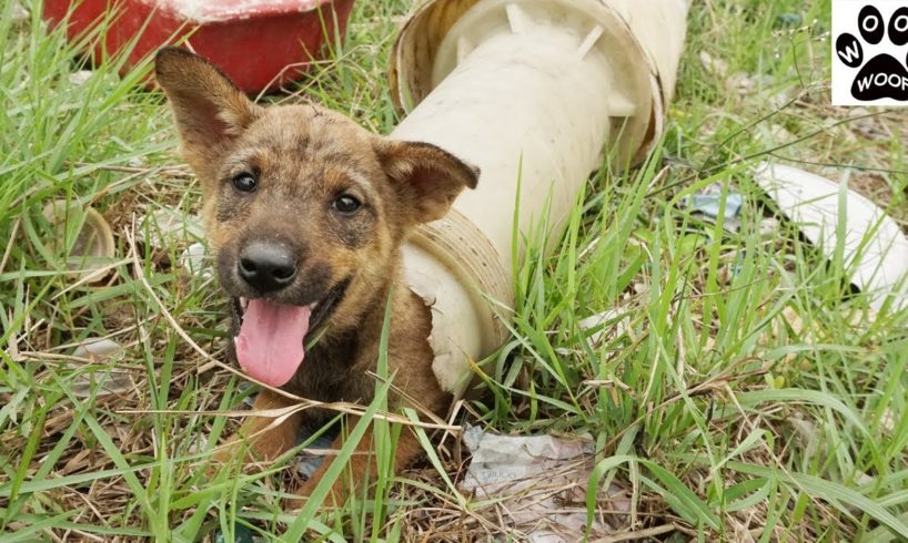 Boy Rescue Dog Stuck Plastic Pipe Rescued Puppy Animals Help Sick Dogs Woof Woof