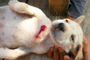 Boy Rescues Baby Puppy was bitten by Big Dog
