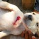 Boy Rescues Baby Puppy was bitten by Big Dog