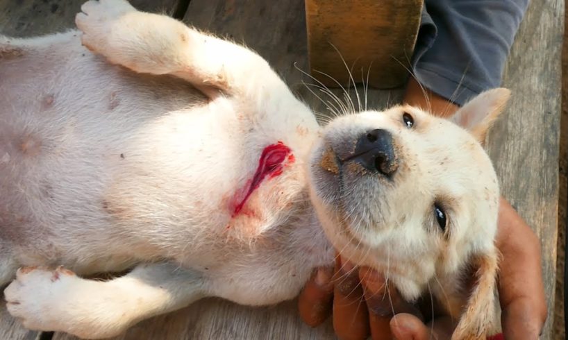 Boy Rescues Baby Puppy was bitten by Big Dog