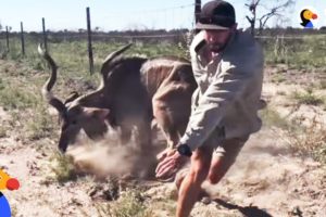 Brave Guy Rescues Kudu in Dangerous Wild Animal Rescue | The Dodo