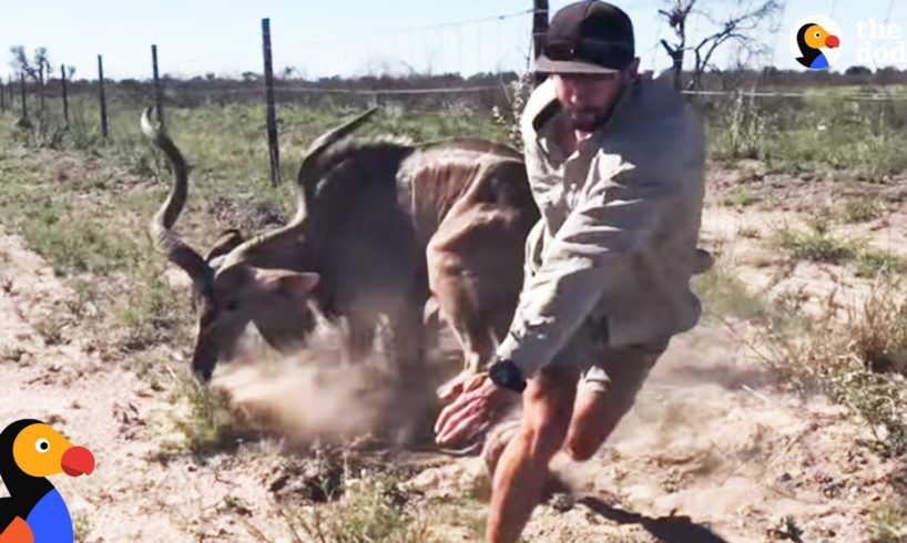 Brave Guy Rescues Kudu in Dangerous Wild Animal Rescue | The Dodo