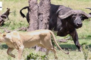 Buffalo Herd attack Lion Pride | Animal fights in Kenya | Award Safaris