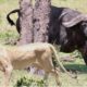 Buffalo Herd attack Lion Pride | Animal fights in Kenya | Award Safaris