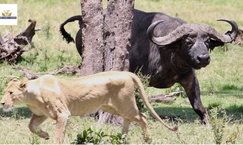 Buffalo Herd attack Lion Pride | Animal fights in Kenya | Award Safaris
