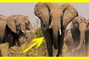 CRAZIEST Animal Fights Caught On Camera || Lion VS Biggest Elephants Fight