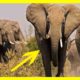 CRAZIEST Animal Fights Caught On Camera || Lion VS Biggest Elephants Fight
