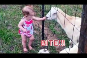 CUTE ANIMALS and BABIES Playing together Compilation - Adorable pets and baby videos!