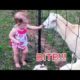 CUTE ANIMALS and BABIES Playing together Compilation - Adorable pets and baby videos!