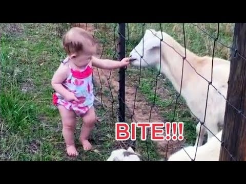 CUTE ANIMALS and BABIES Playing together Compilation - Adorable pets and baby videos!