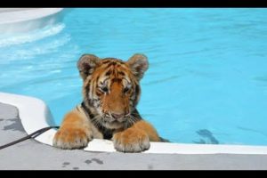 CUTEST Baby Tiger Videos That You Have To See - Cute Baby Animals