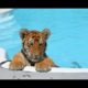 CUTEST Baby Tiger Videos That You Have To See - Cute Baby Animals