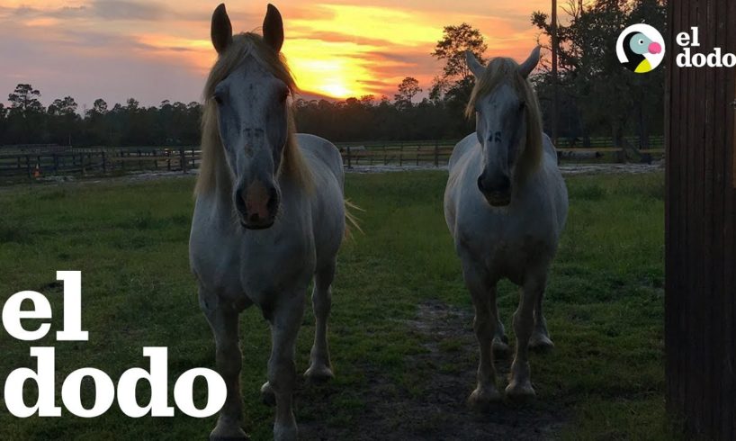 Caballos abandonados después de años llevando un carruaje ahora se ven MUY felices y sanos