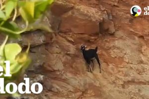 Cabra atrapada fue salvada justo a tiempo | El Dodo