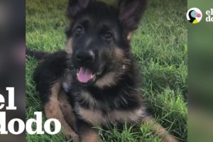 Cachorro con patas rectas le derrite el corazón a su mamá