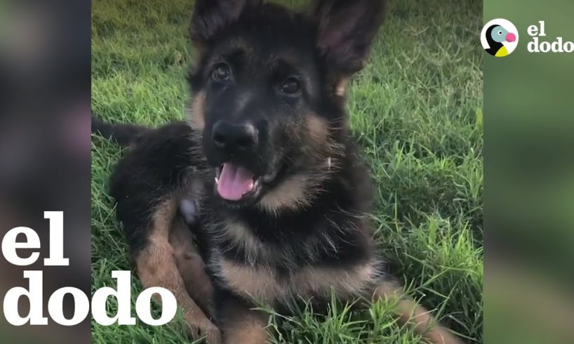 Cachorro con patas rectas le derrite el corazón a su mamá