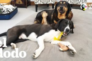 Cachorro trae caos a una casa para perros ancianos