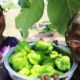 Capsicum Tomato Curry prepared by mastanamma || Country foods