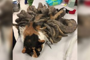 Cat rescues: Abandoned cat's matted fur turns into 2 pounds of dreadlocks; Cat saved - Compilation