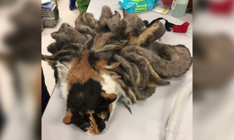 Cat rescues: Abandoned cat's matted fur turns into 2 pounds of dreadlocks; Cat saved - Compilation