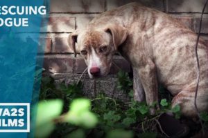 Caught On Camera - Dog Neglected for Weeks by Animal Control Rescued - Hope For Dogs Like My DoDo