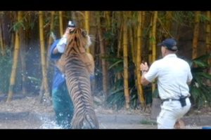 Caught On Tape: Animal Trainer Fights Life After Tiger Attack | World News Tonight | ABC News