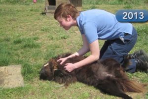 Chained Dog Reunited With Best Friend After Years Apart | PETA Animal Rescues