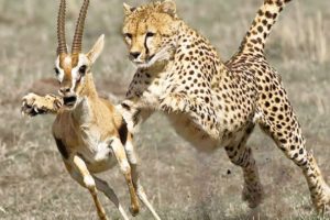 Cheetah Attacks and Kills Deer, Crocodile, Ostrich Too Fast