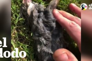 Chico le salva la vida a un conejito que había dejado de respirar