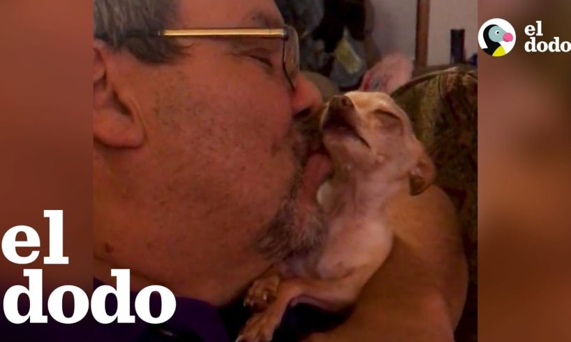 Chihuahua quiere más besos