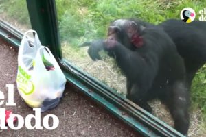 Chimpancé pide un trago en el zoológico