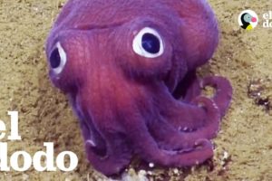 Científicos se vuelven locos al ver animales exóticos