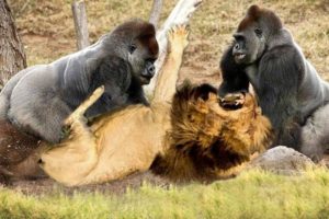 Classic fight Lion , gorilla attack | Amazing Animals Attacks - Wild Animal Fights Caught On Camera