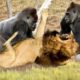 Classic fight Lion , gorilla attack | Amazing Animals Attacks - Wild Animal Fights Caught On Camera